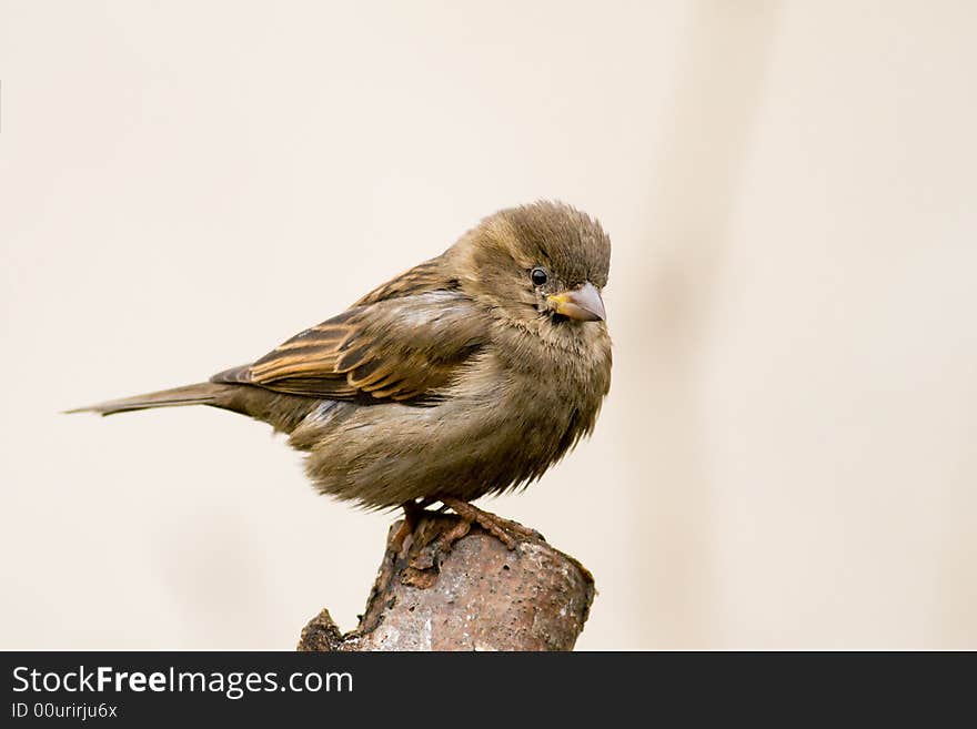 Sparrow (aka passer domesticus)