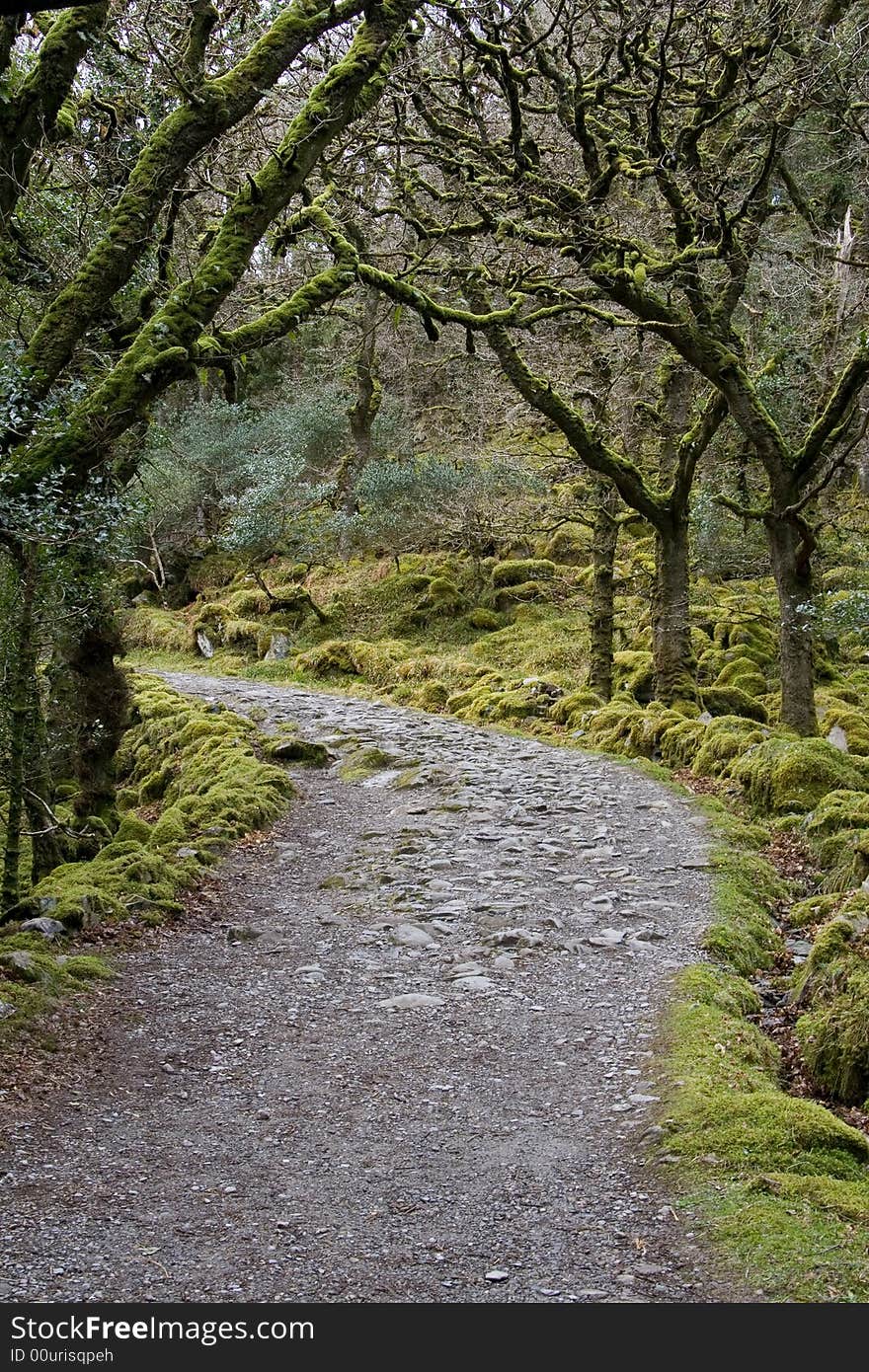 Tree Lined Path