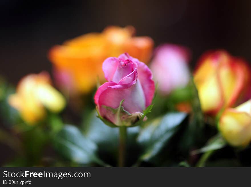 Pink rose amidst a bouquet. Pink rose amidst a bouquet.