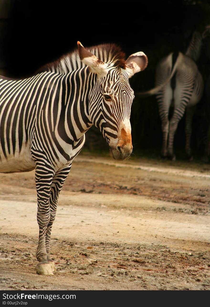 Zebra