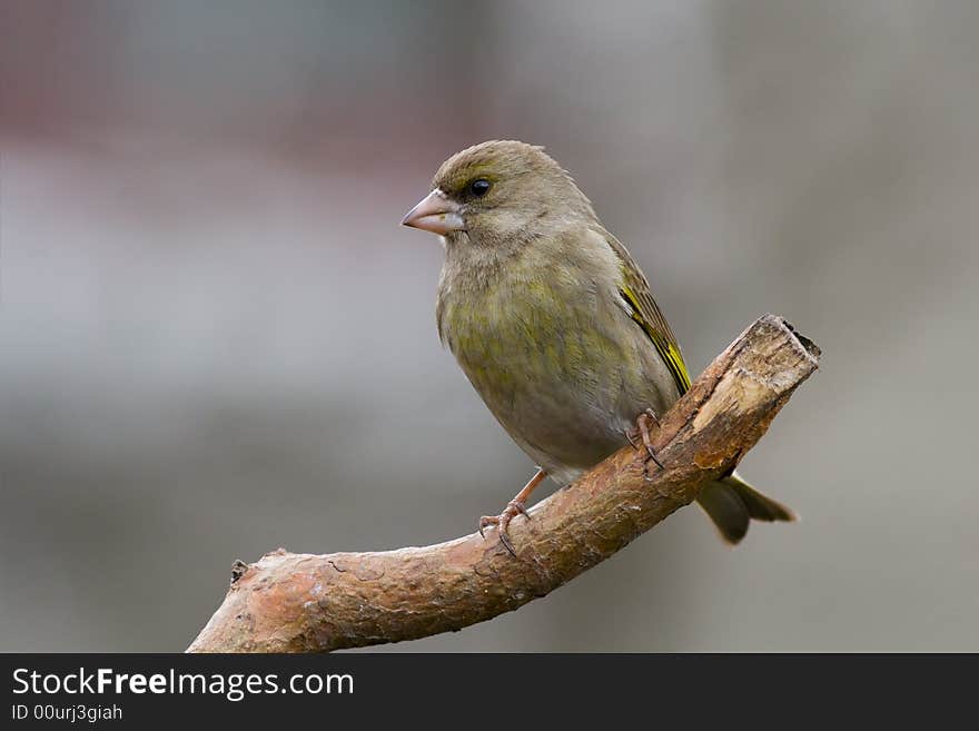 Greenfinch (Carduelis chloris)2