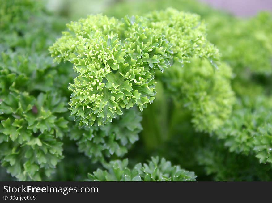 This fresh herb is not only a good looker in the garden, but great on food and in salad. This fresh herb is not only a good looker in the garden, but great on food and in salad.