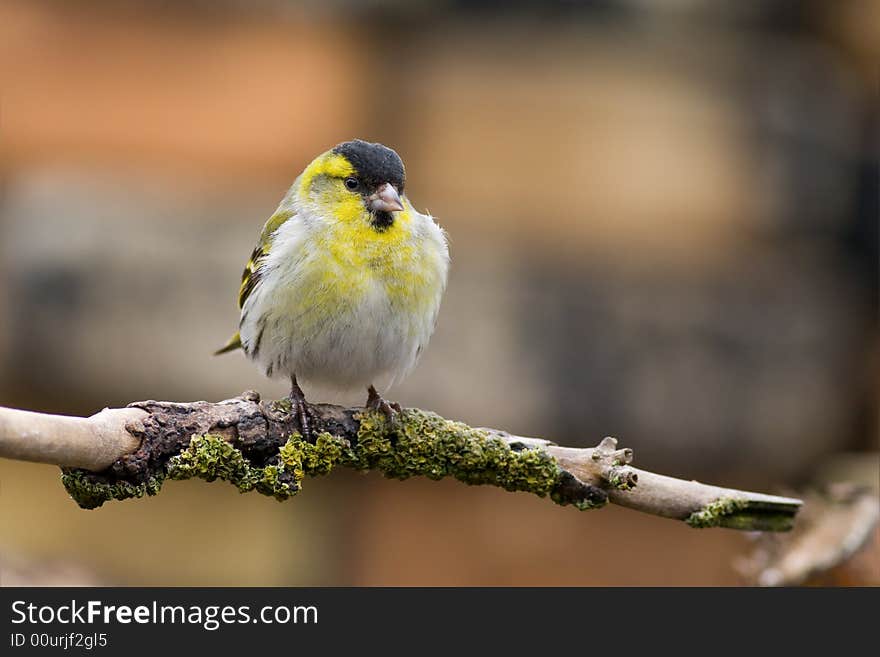 Siskin (Carduelis spinus)1