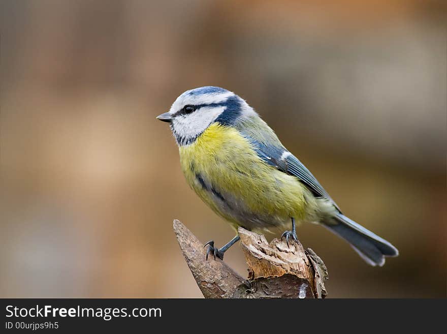 Blue tit (aka parus caeruelus)