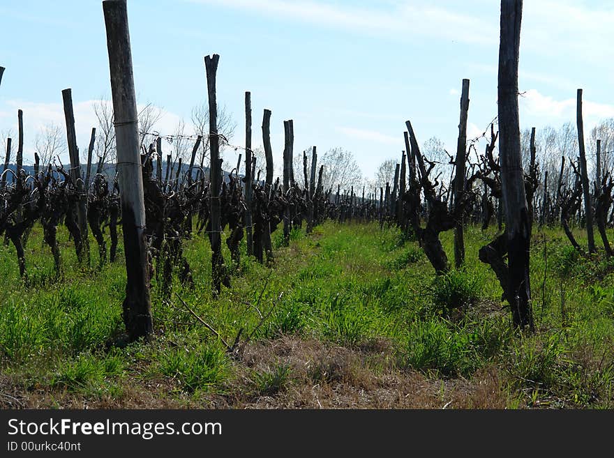 Vineyard in Motovun, Istria - Croatia