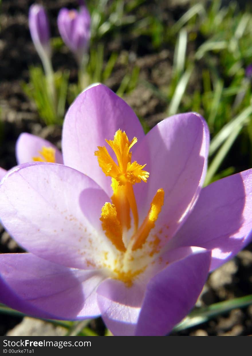 Crocus flowering during a Spring afternoon.