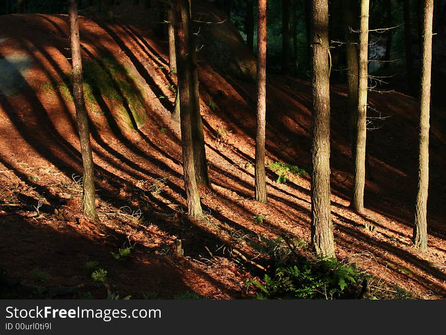 Lights and shadows in the forest. Lights and shadows in the forest