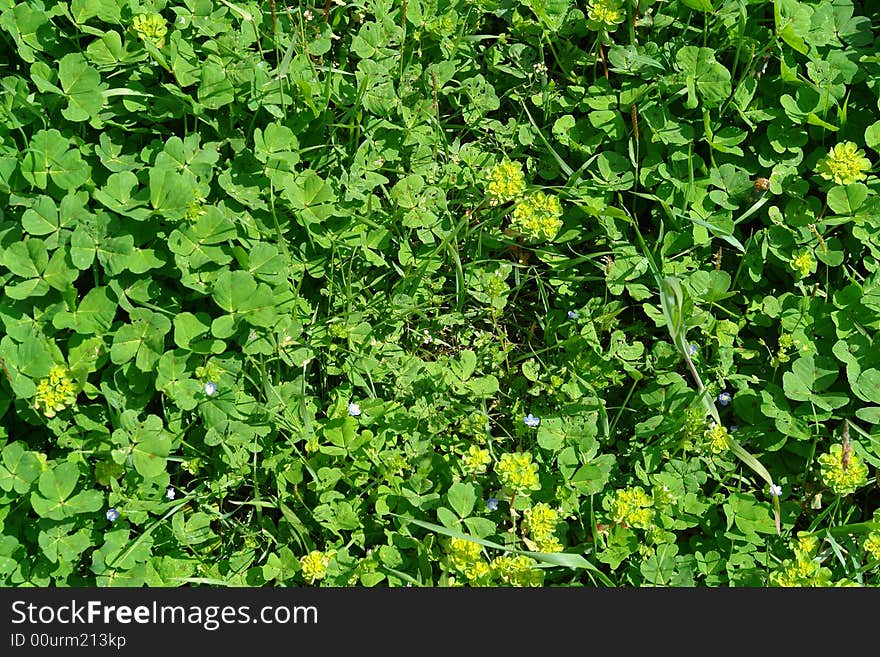 Green grass pattern abstract for decoration