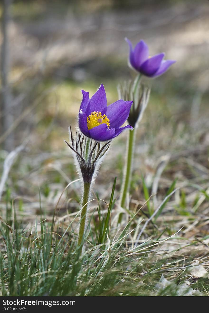 Pasque flowers (pulsatilla vulgaris), one of the first plants to bloom in spring, found on meadows in North America and Europe. Pasque flowers (pulsatilla vulgaris), one of the first plants to bloom in spring, found on meadows in North America and Europe.