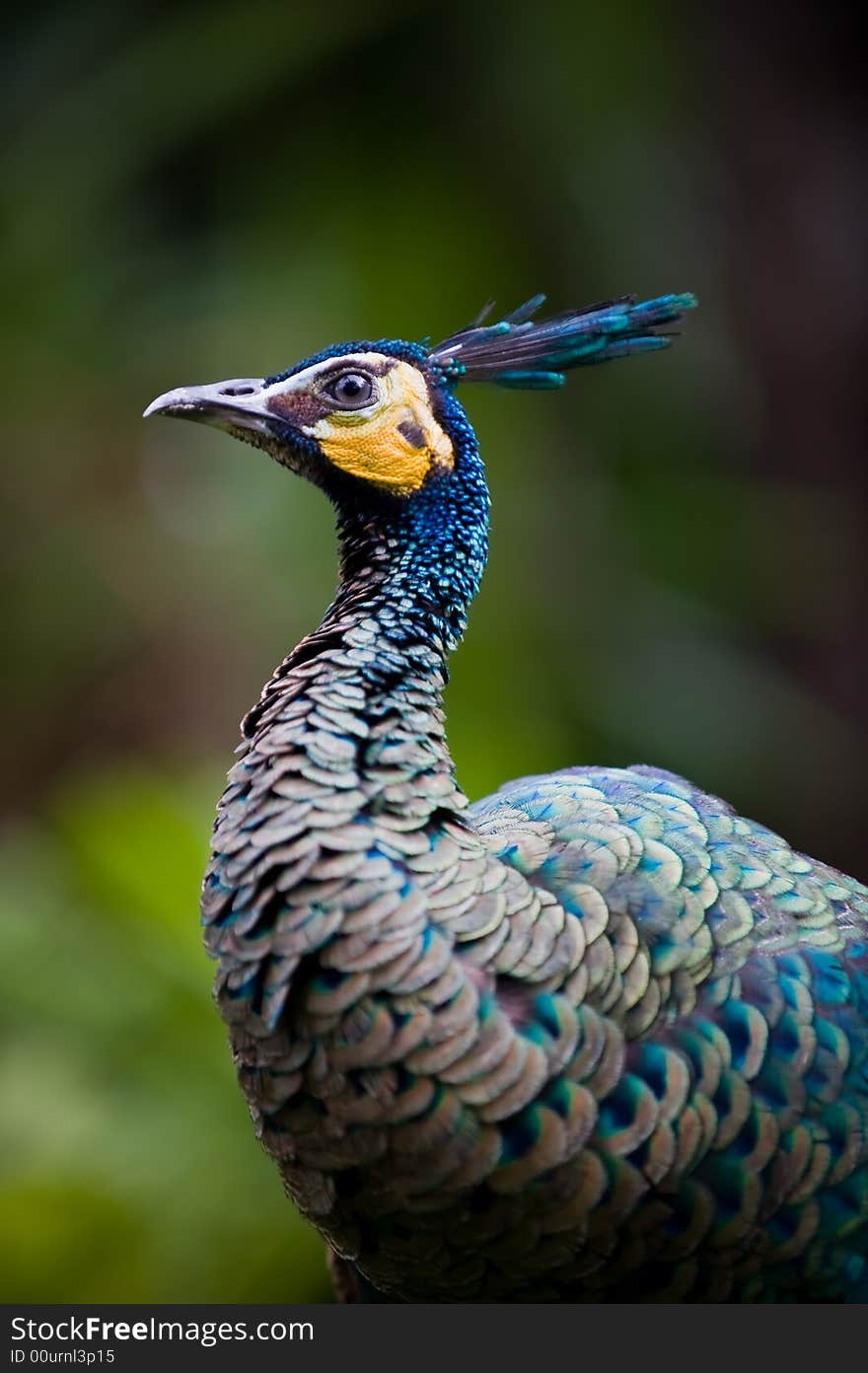 Indian peacock medium shot