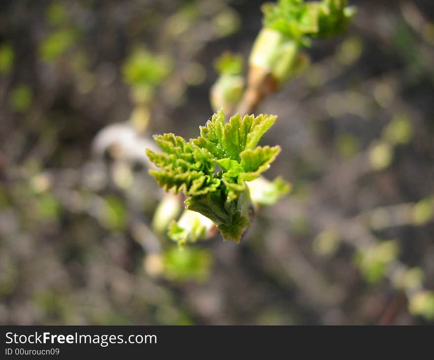 Dismissed kidney of a gooseberry