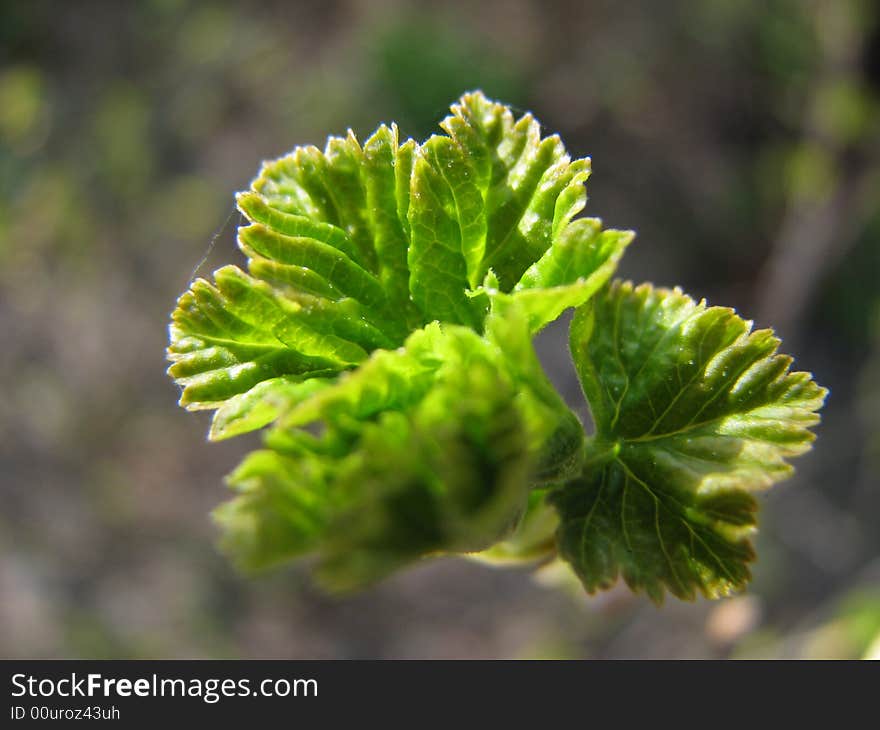 Leaf of a gooseberry