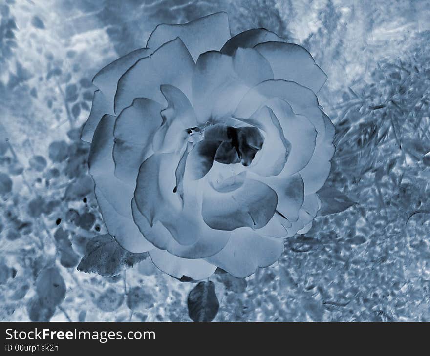 Picture of a single rose in negative afternoon at late spring