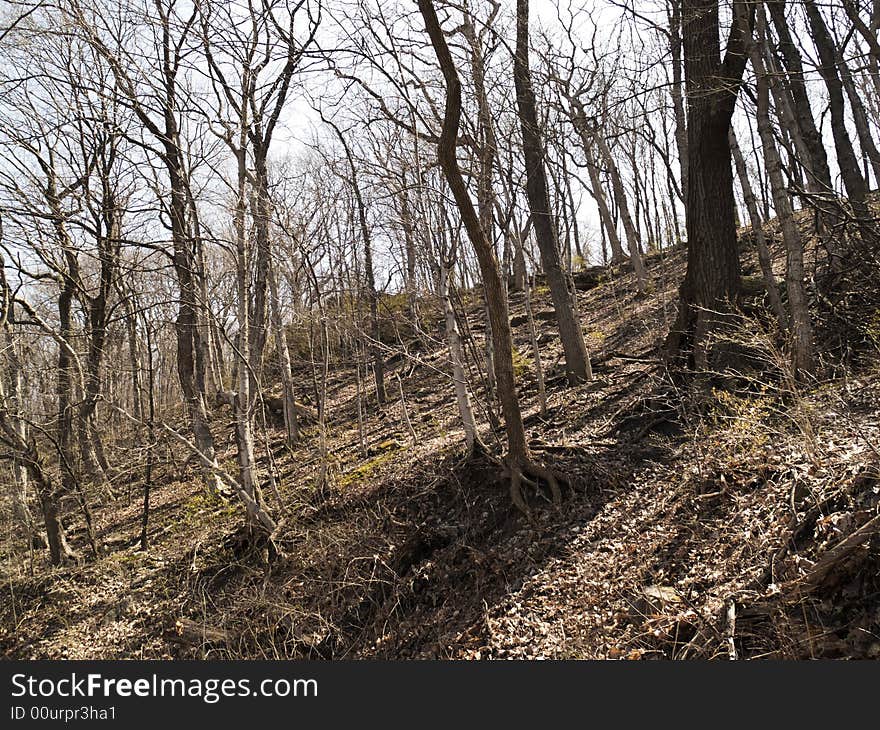 Hill sloping, waiting for the leaves to return. Hill sloping, waiting for the leaves to return.