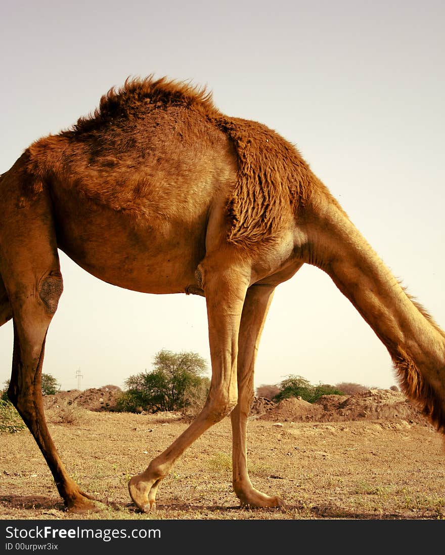 A camel wandering around residential areas on the edge of the desert in the UAE. A camel wandering around residential areas on the edge of the desert in the UAE