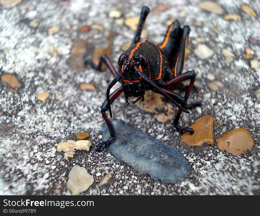 Closeup shot of a black Louisiana grasshopper on pavement.