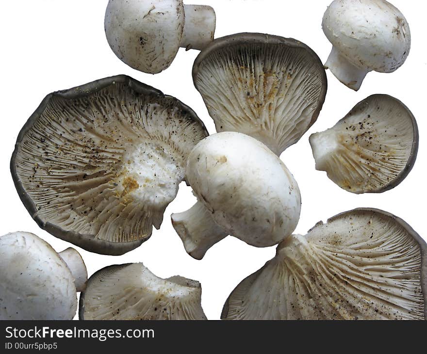 White vegetable mushroom fungus objects. White vegetable mushroom fungus objects