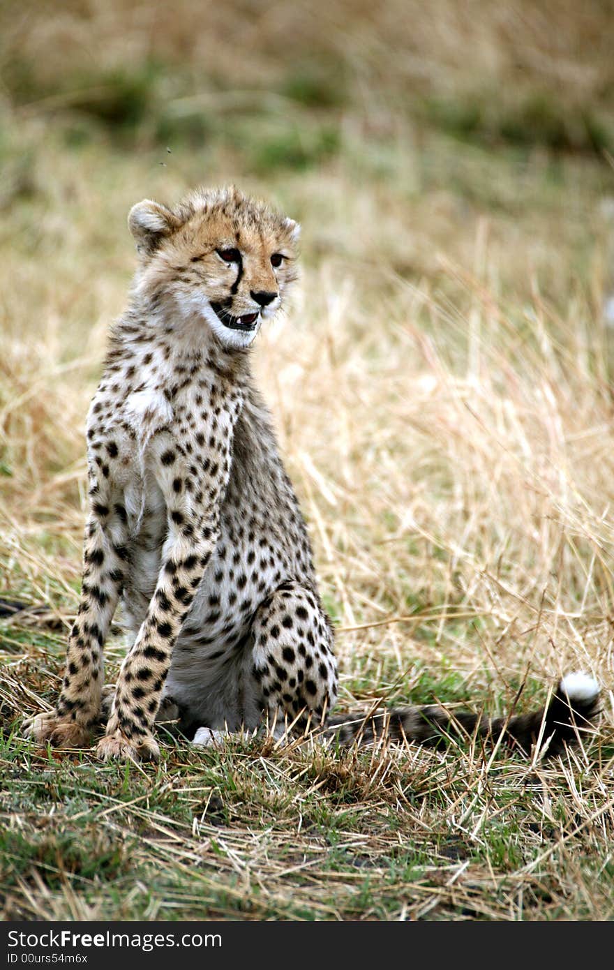 Cheetah cub sitting in the grass