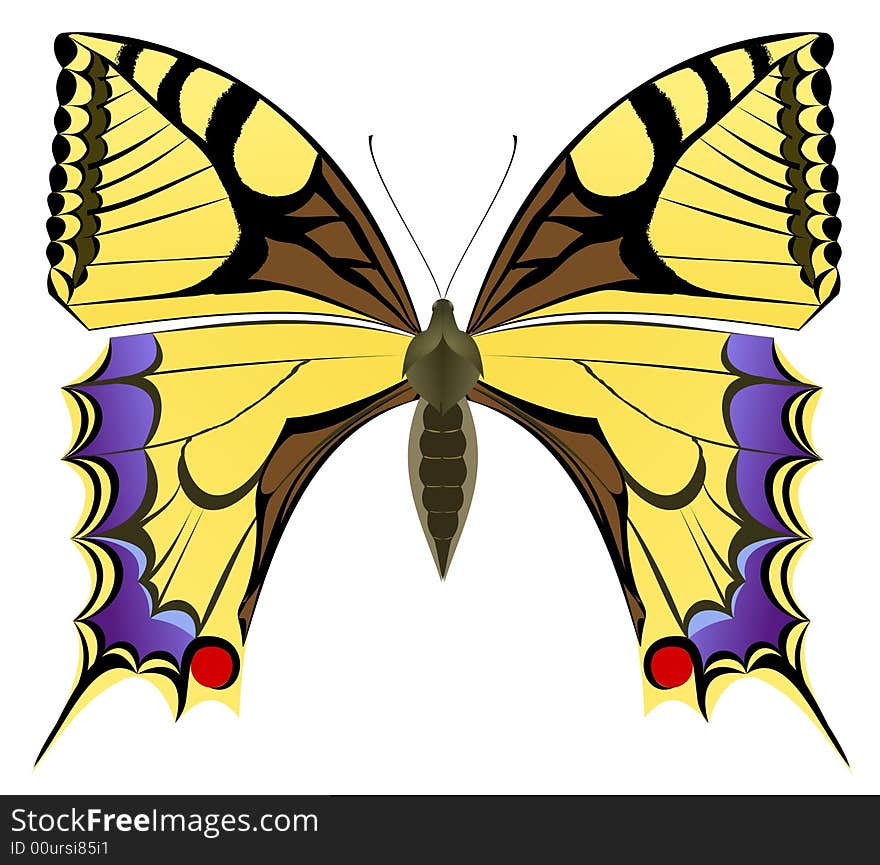 Swallowtail