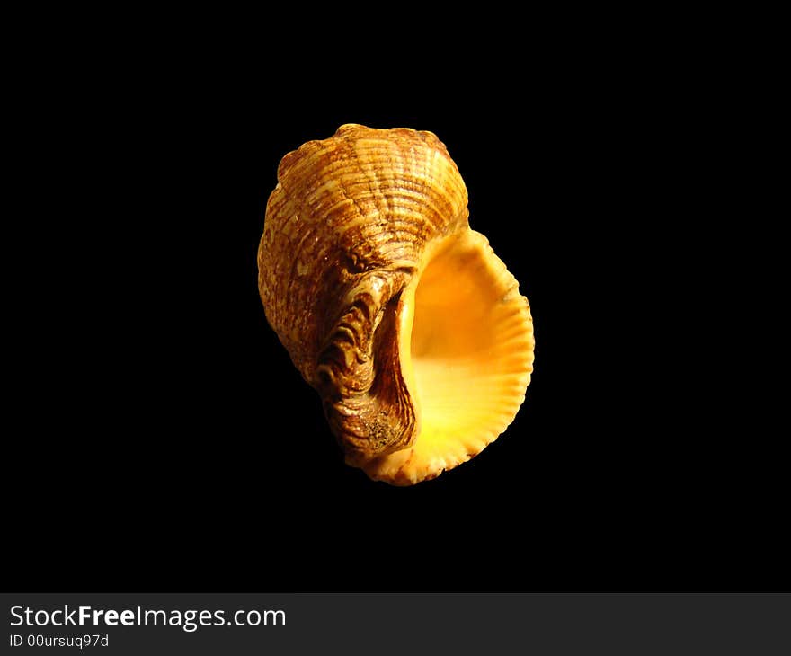 An isolated seashell on black background