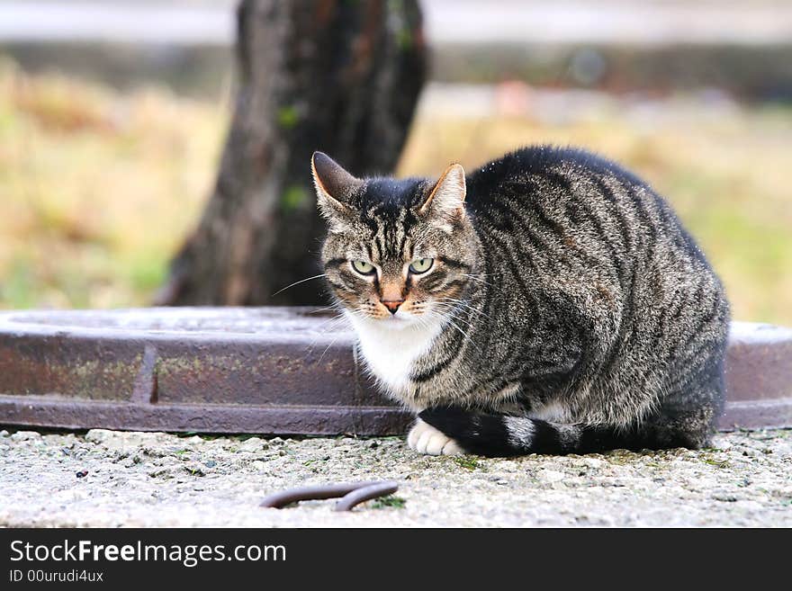 Lonely freezing cat sitting on concrete. Lonely freezing cat sitting on concrete.