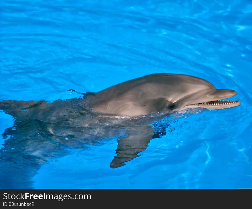 A single dolphin swimming in crystal clear water. A single dolphin swimming in crystal clear water