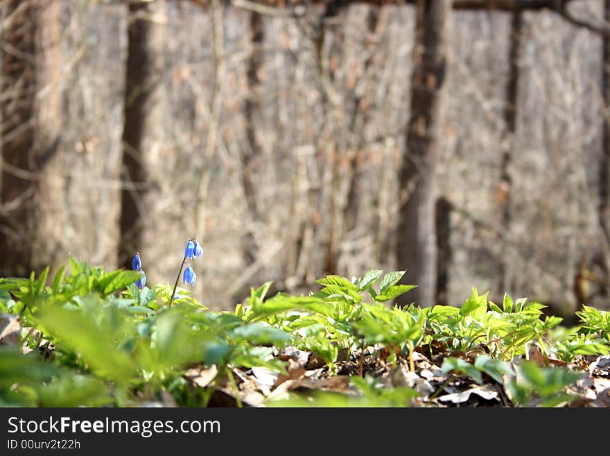 Alone flower in forest