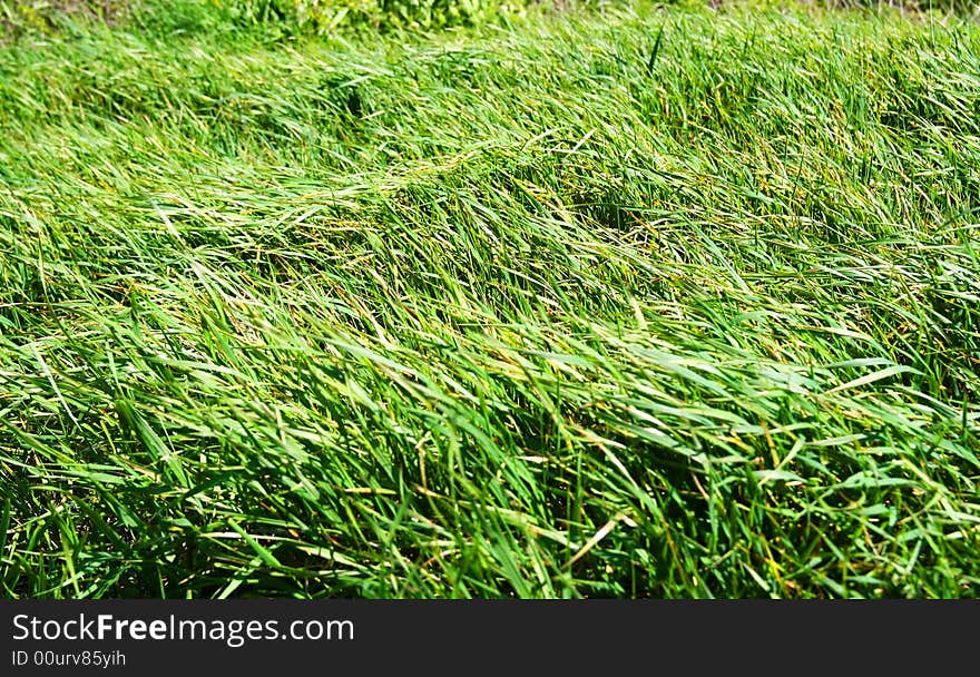 Autumn grass rustled by a light wind. Autumn grass rustled by a light wind.