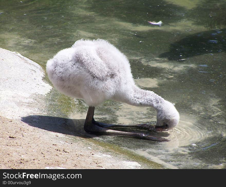 Young Pink Flamingo