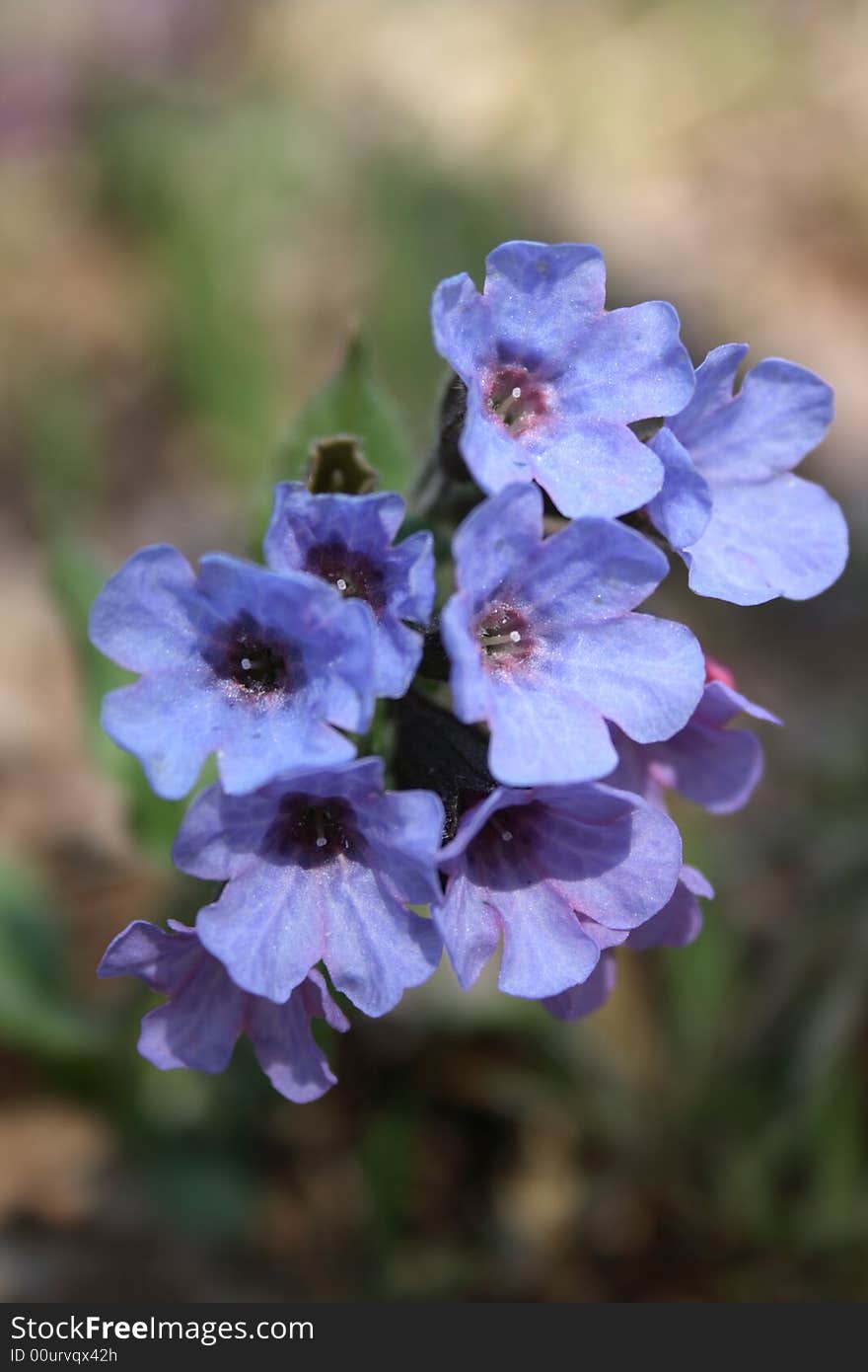 Beautiful spring flowers in forest