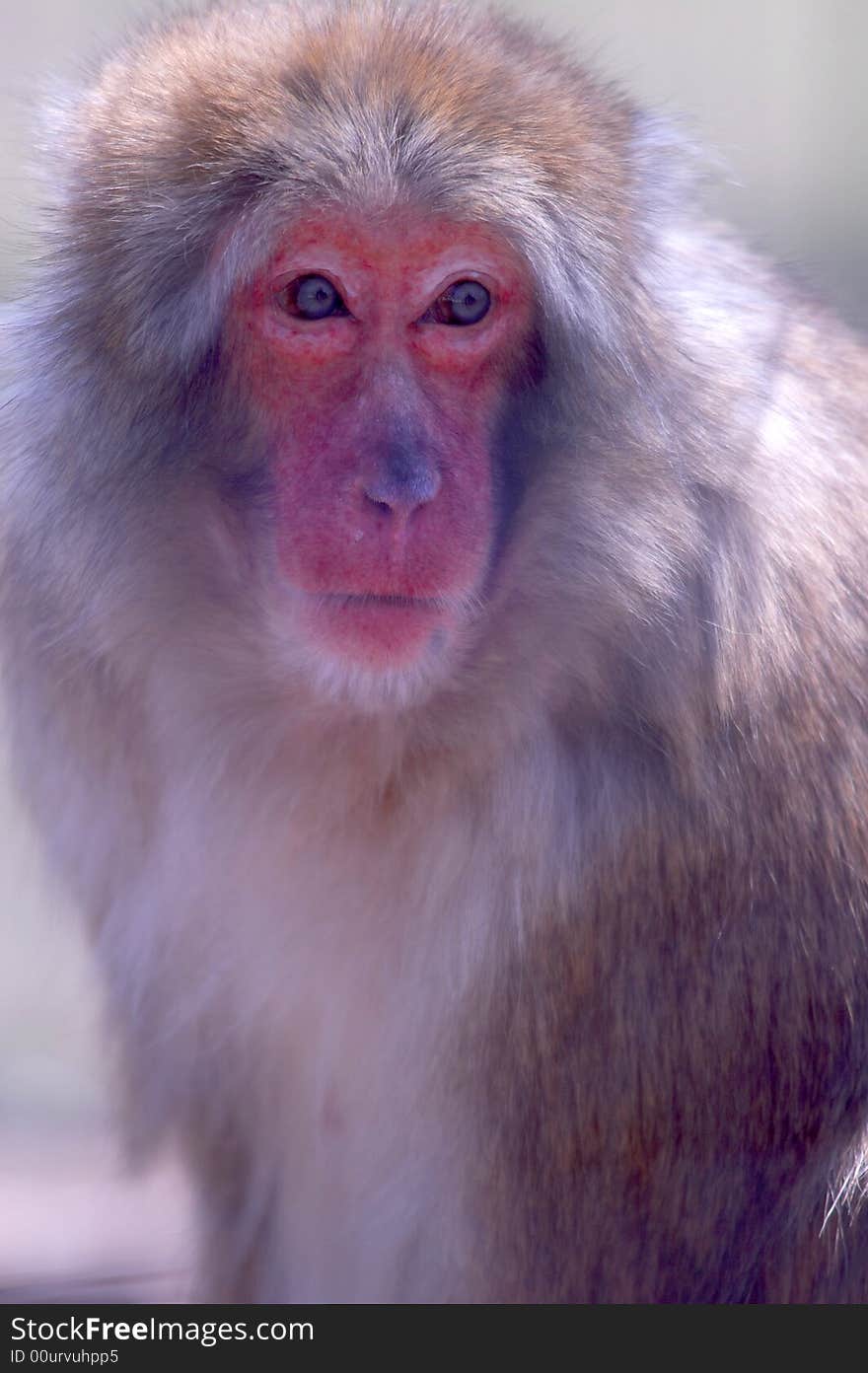 Snow Monkey