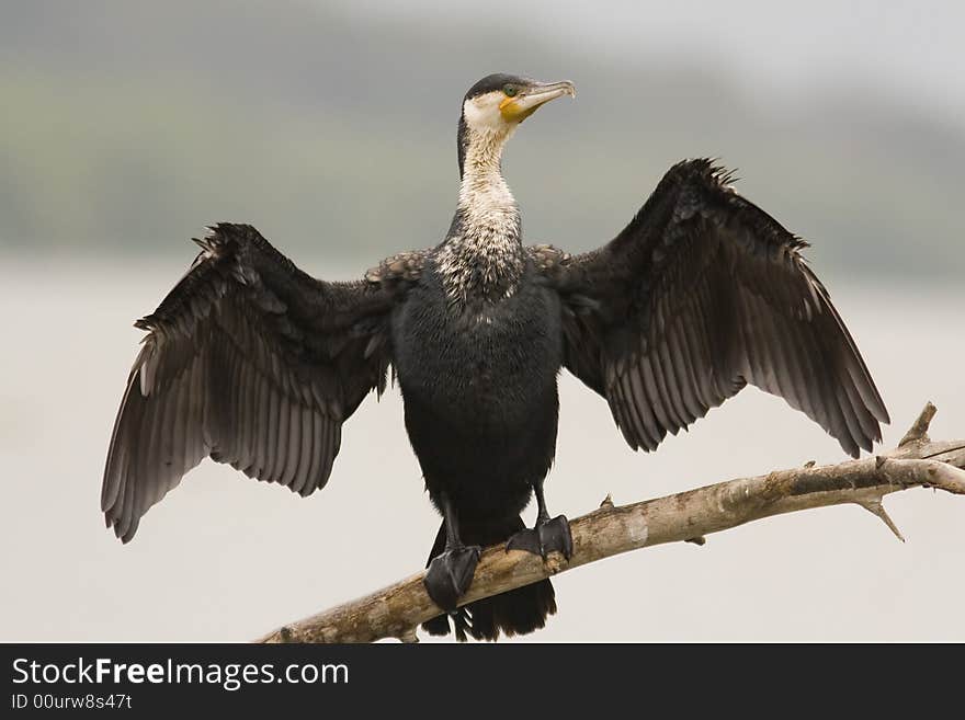 Cormorant is drying its wings