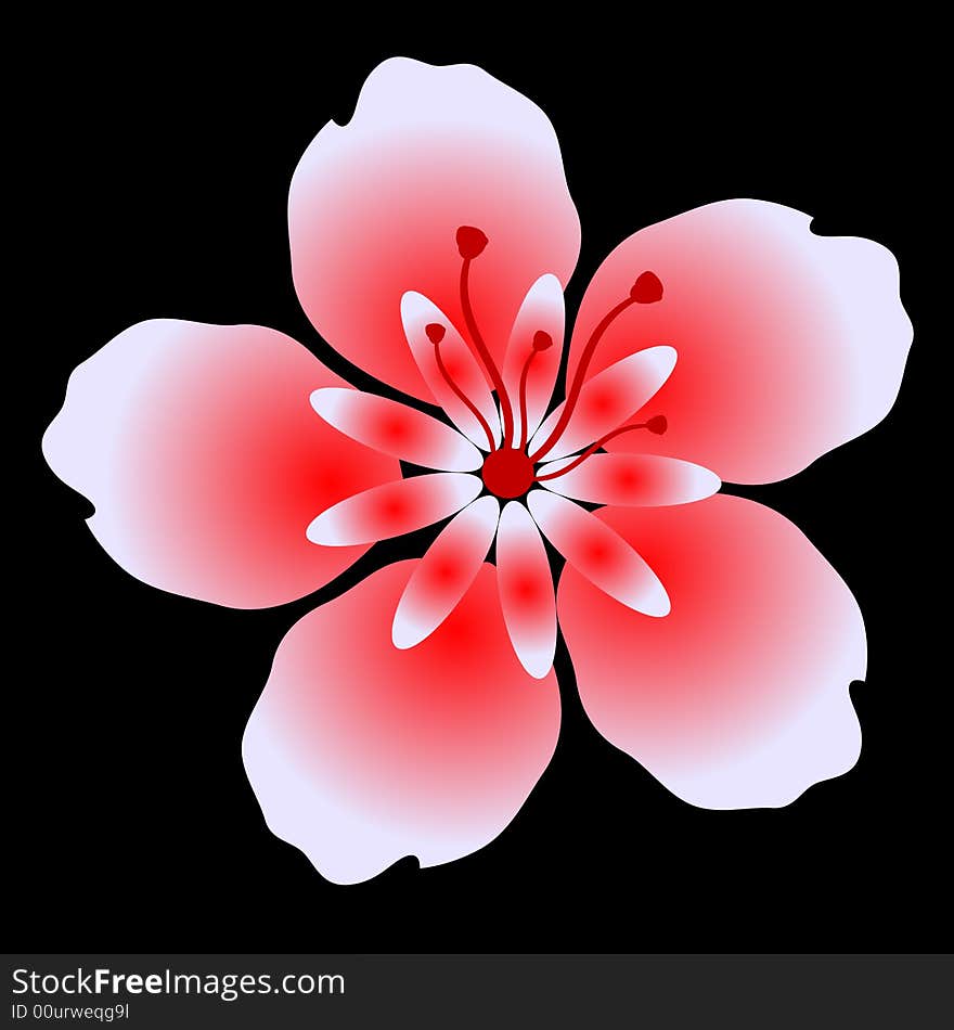 Vector  red flower on black background. Vector  red flower on black background.