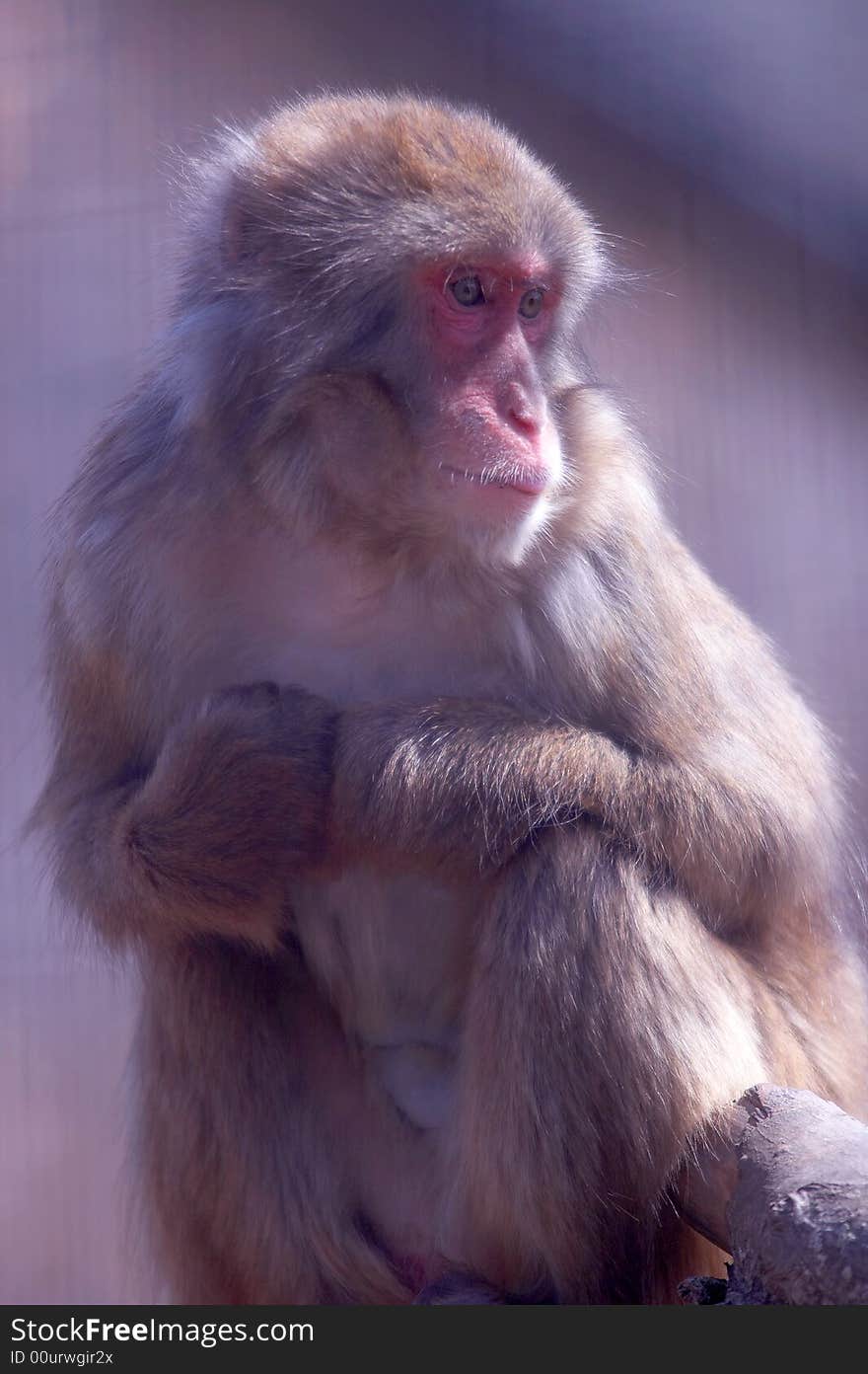 A Japanese macaque, also known as a snow monkey, sits in a zoo.