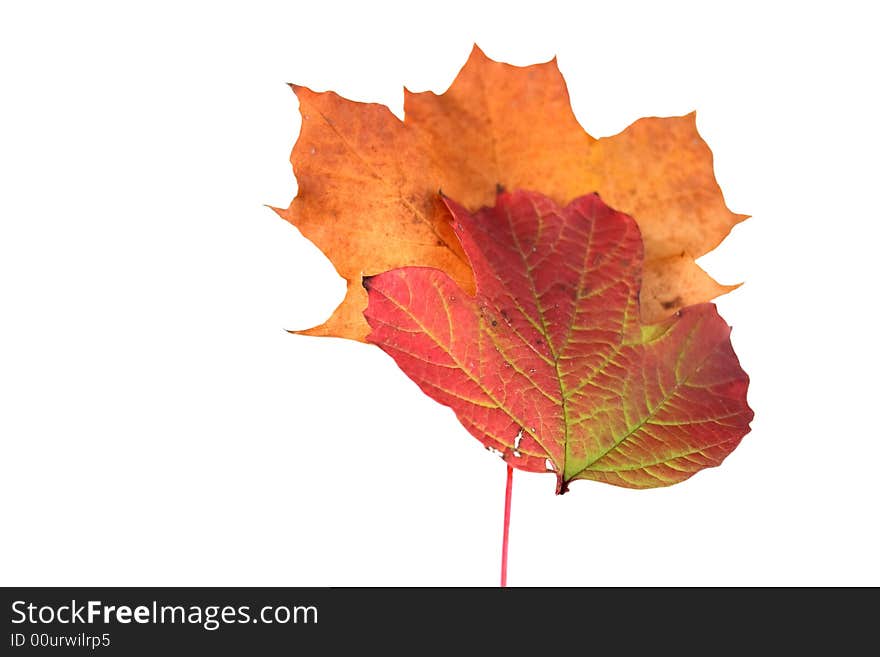 Assorted autumn leaves over a white background