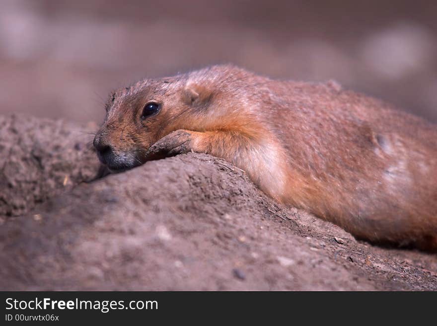 Prairie dog