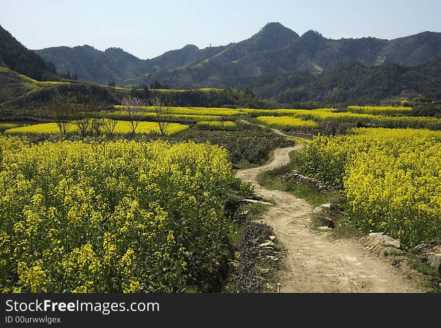 A country road with yellow flowers