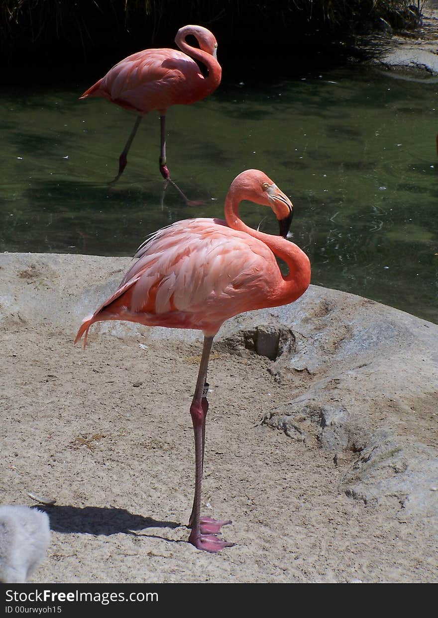 Pink Flamingo