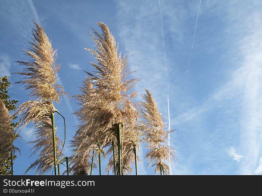 Pampas grass growing against the blue sky