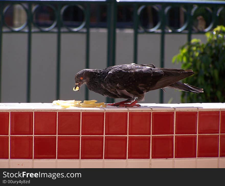 Urban Pigeon