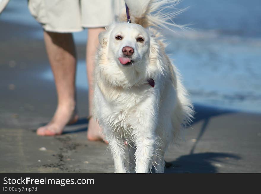 Dog sticking her tongue out on the beach. Dog sticking her tongue out on the beach