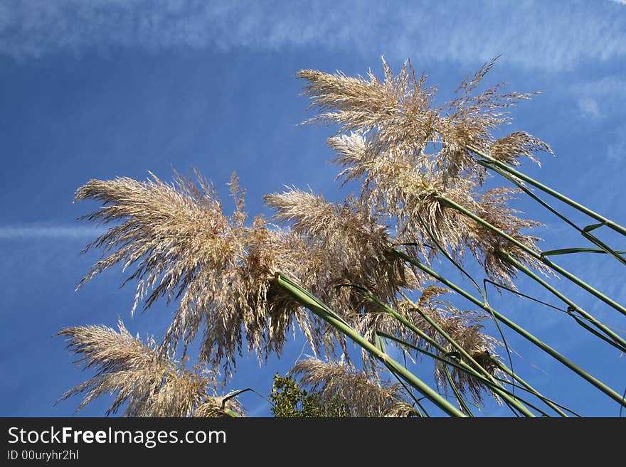 Pampas grass growing against the blue sky