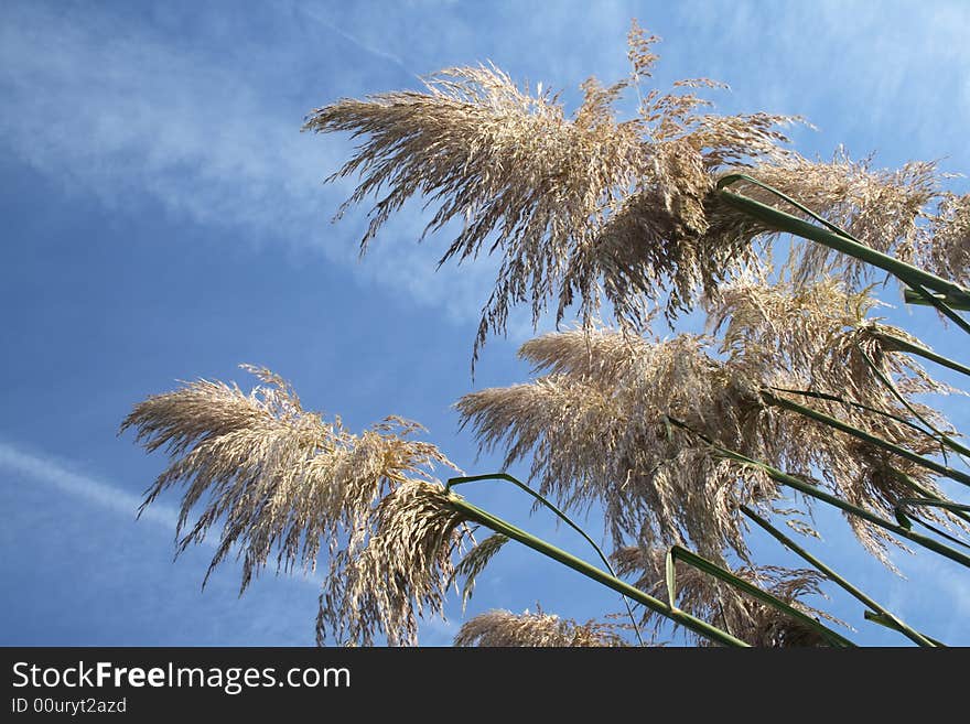 Pampas grass growing against the blue sky