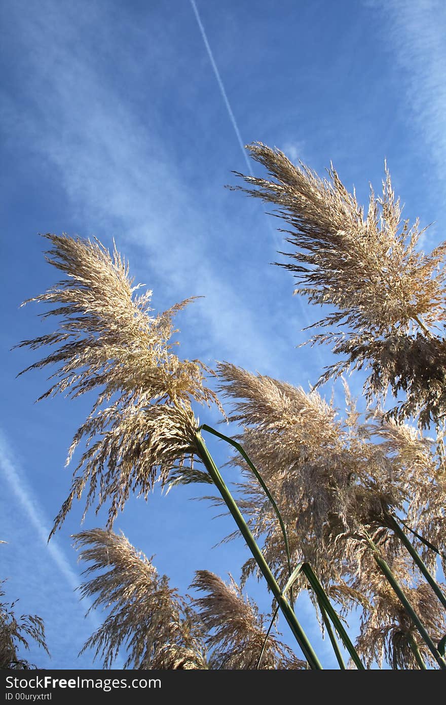 Pampas grass growing against the blue sky