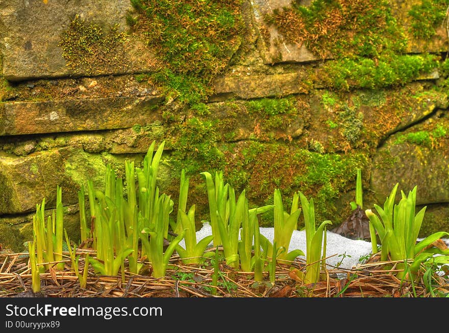 Stone wall with moss and plants