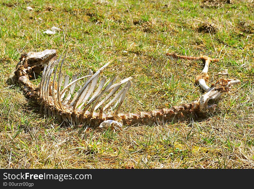 Sheep skeleton