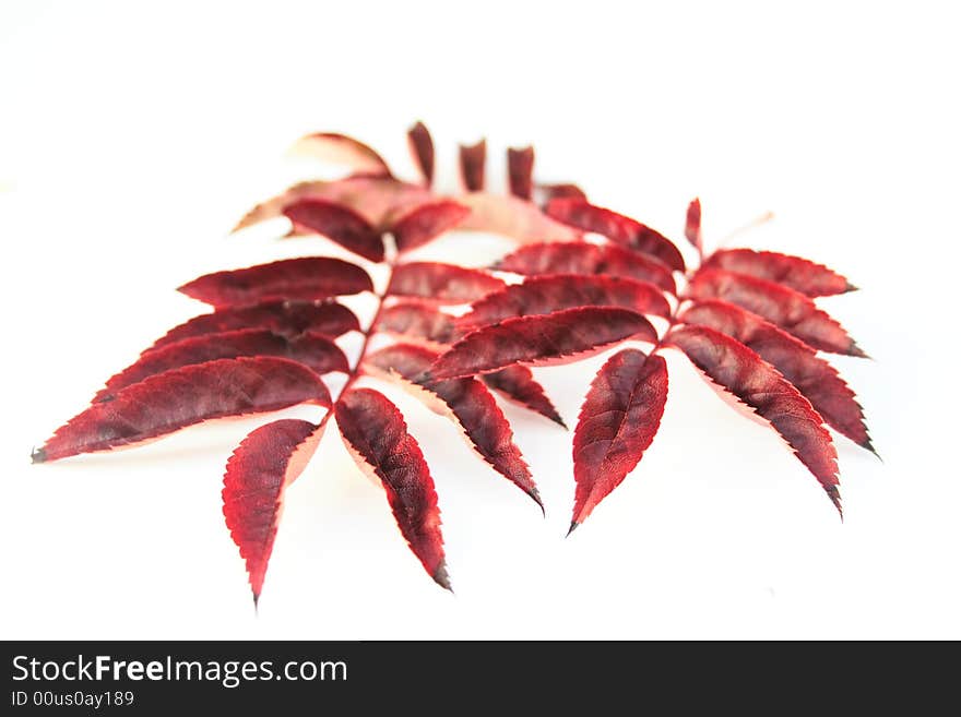 Assorted autumn leaves over a white background