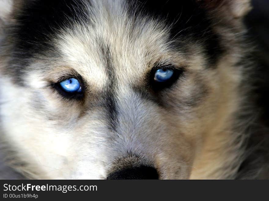 Blue eyed Siberian Husky Puppy. Blue eyed Siberian Husky Puppy.