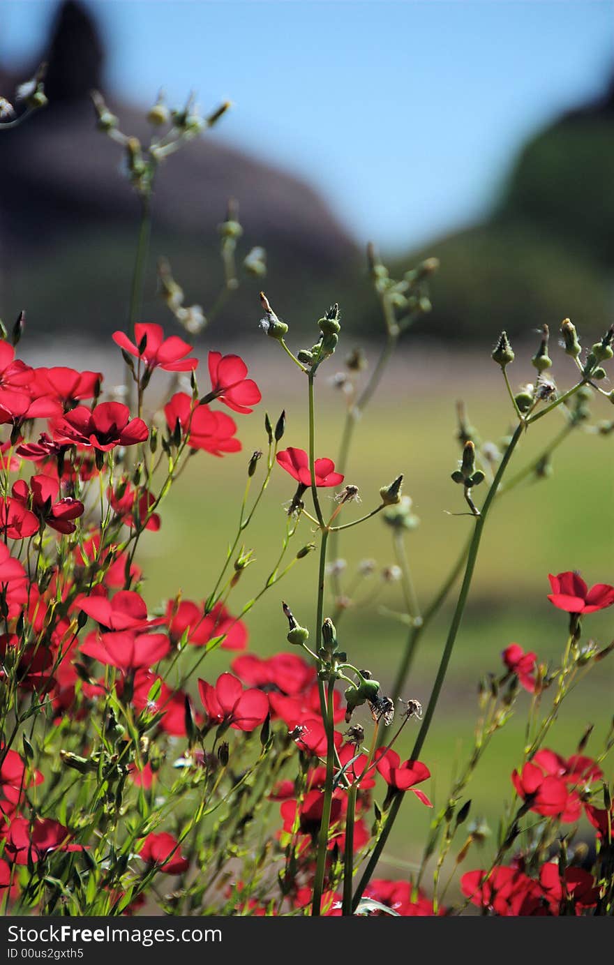 Closeup of red poppies with Butte Mountains in the background. Closeup of red poppies with Butte Mountains in the background