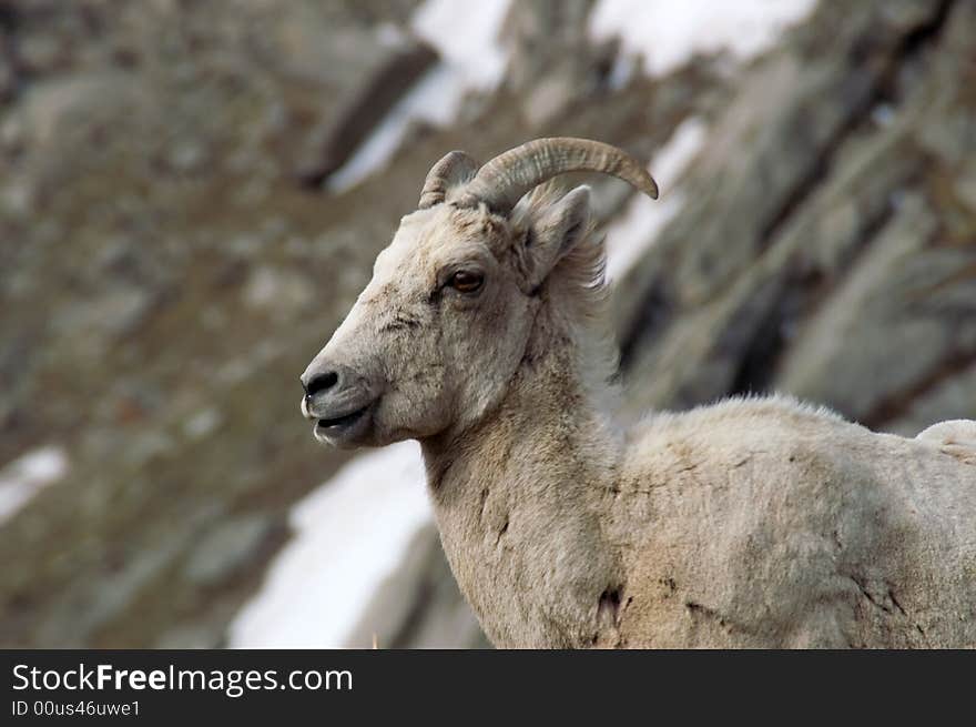 Big Horn Sheep Portrait